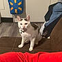 Nike is registered to the contest to win money with this photo: animal, bell, blue_bag, brown_couch, cat, collar, couch, curious, door, feline, flooring, gray_spots, indoor, person_clothing, pet, sitting, tote_bag, white_cat, wood_floor, yellow_pattern