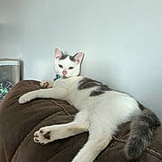 Nike joined the competition — help win amazing prizes! animal, brown_couch, cat, collar, couch, domestic_cat, ears, feline, fur, gray_patches, indoor, looking_at_camera, lounging, paws, pet, relaxed, resting, tail, whiskers, white_cat