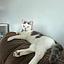 animal, brown_couch, cat, collar, couch, domestic_cat, ears, feline, fur, gray_patches, indoor, looking_at_camera, lounging, paws, pet, relaxed, resting, tail, whiskers, white_cat