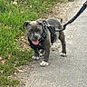 puppy, dog, outdoor, walking, leash, harness, grass, path, pavement, animal, pet, canine, tongue, happy, standing, portrait, sunlight, nature, gray_fur, playful