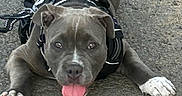 Shelby participe au concours pour gagner de l'argent avec cette photo : dog, pit_bull, gray_fur, white_paws, tongue_out, harness, outdoor, pavement, sidewalk, lying_down, front_view, pet, animal, portrait, happy, playful, tail, ears, eyes, close_up