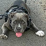 dog, pit_bull, gray_fur, white_paws, tongue_out, harness, outdoor, pavement, sidewalk, lying_down, front_view, pet, animal, portrait, happy, playful, tail, ears, eyes, close_up