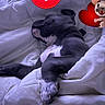dog, sleeping, black_and_white, pet, bed, bedding, blanket, pillow, indoors, bedroom, resting, lying_down, relaxed, closed_eyes, paws, fur, animal, cartoon, heart, cozy