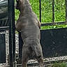 dog, canine, standing, outdoors, gate, fence, grass, yard, backyard, animal, pet, brown_dog, short_hair, rear_view, watching, curious, metal_bars, gravel, garden, daylight
