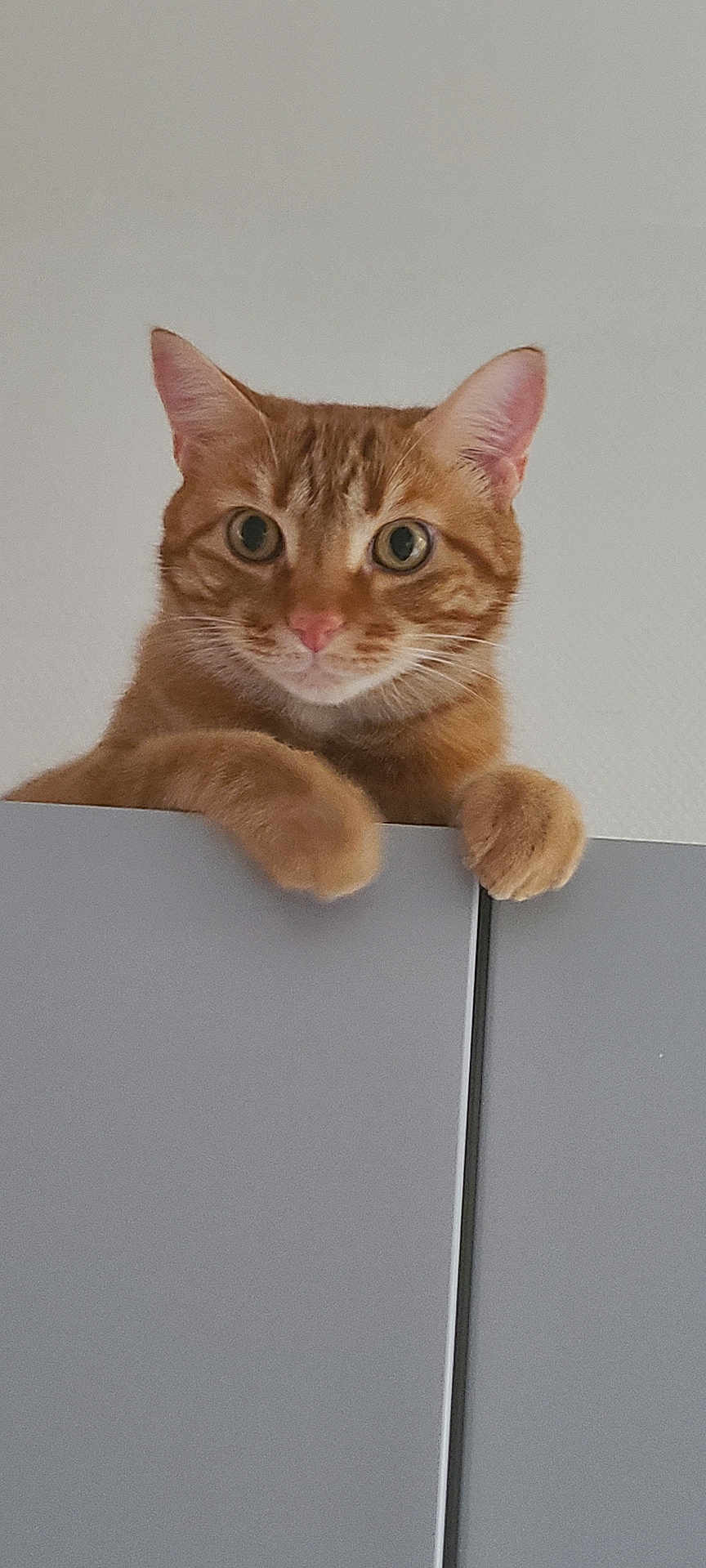 Tigrou a rejoint le concours — aidez-le/la à gagner de superbes lots ! cat, ginger_cat, pet, indoor, cabinet, curious, paws, feline, animal, looking, ears, whiskers, closeup, face, portrait, cute, domestic_cat, mammal, fur, eyes