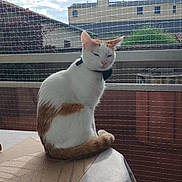 Tom participe au concours pour gagner de l'argent avec cette photo : abyssinian, animal, architecture, building, cat, city, face, head, kitten, manx, officebuilding, outdoors, person, pet, photography, plant, portrait, shelter, urban, wall