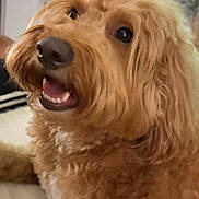 Riley is registered to the contest to win money with this photo: apricot_coat, bed, black_nose, brown_fur, close_up, companion_animal, cozy, curly_fur, dark_eyes, dog, fluffy, happy, home, indoors, open_mouth, pet, photography, portrait, sitting, smiling