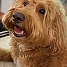 apricot_coat, bed, black_nose, brown_fur, close_up, companion_animal, cozy, curly_fur, dark_eyes, dog, fluffy, happy, home, indoors, open_mouth, pet, photography, portrait, sitting, smiling
