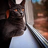 cat, gray_cat, windowsill, amber_eyes, animal, pet, indoor, looking_outside, fur, whiskers, portrait, close_up, soft_light, blurred_background, nature_outside, calm, domestic_cat, window, side_view, resting