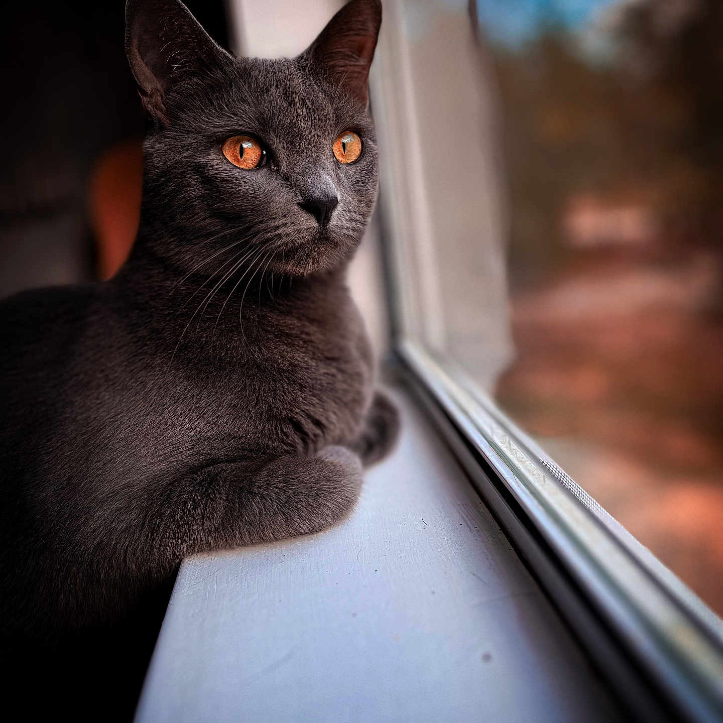Gracie