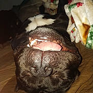 Jorge joined the competition — help win amazing prizes! dog, pet, tongue, teeth, upside_down, black_dog, blanket, sleeping, indoors, close_up, nose, fur, cute, relaxed, animal, canine, tongue_out, resting, mouth, sleep