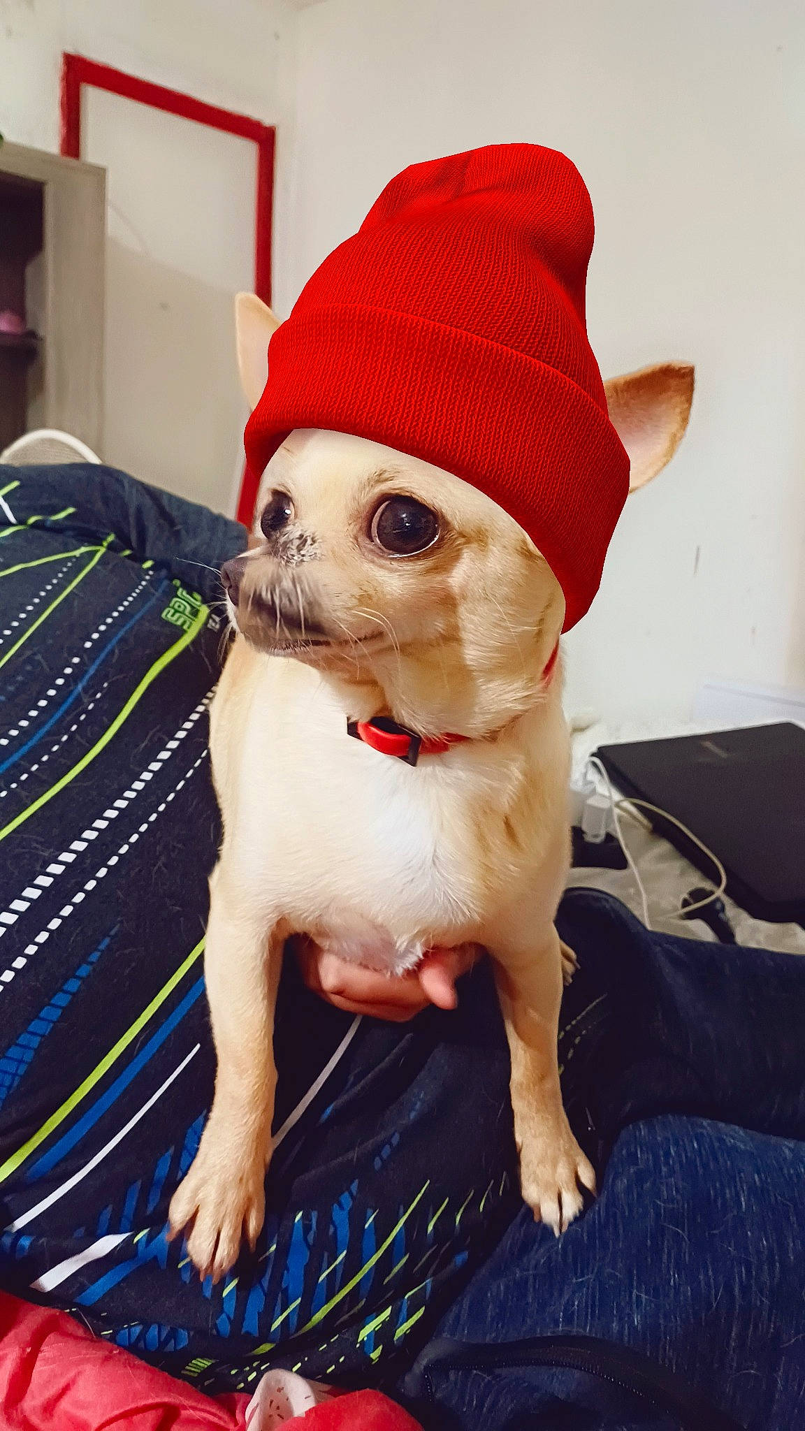 Patho participe au concours pour gagner de l'argent avec cette photo : cap, carmine, carnivore, companion_dog, costume_hat, dog, dog_breed, dog_clothes, fashion_accessory, fawn, fictional_character, fur, hat, head, headgear, snout, sporting_group, sunglasses, tail, wool