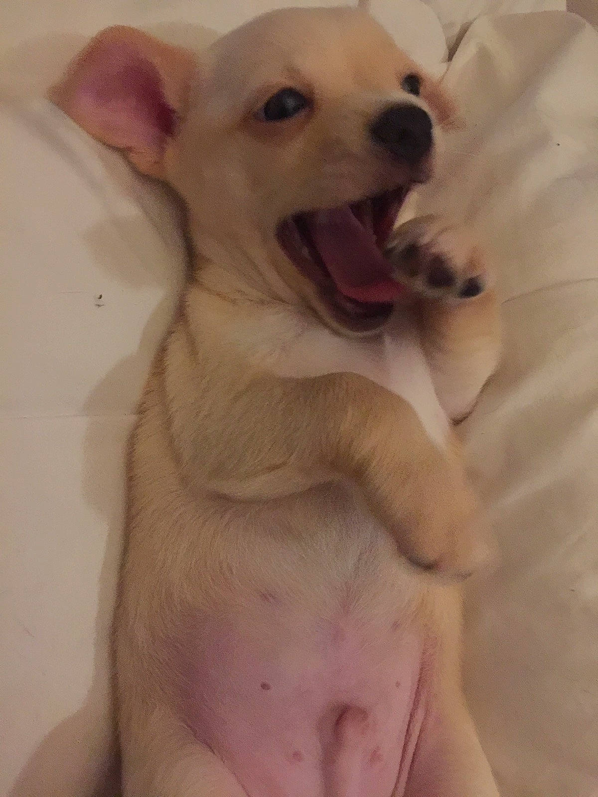 Patho participe au concours pour gagner de l'argent avec cette photo : canidae, carnivore, companion_dog, dog, dog_breed, dog_supply, fang, fawn, fur, jaw, non_sporting_group, nose, paw, pet_supply, snout, sporting_group, tail, terrestrial_animal, whiskers, working_animal