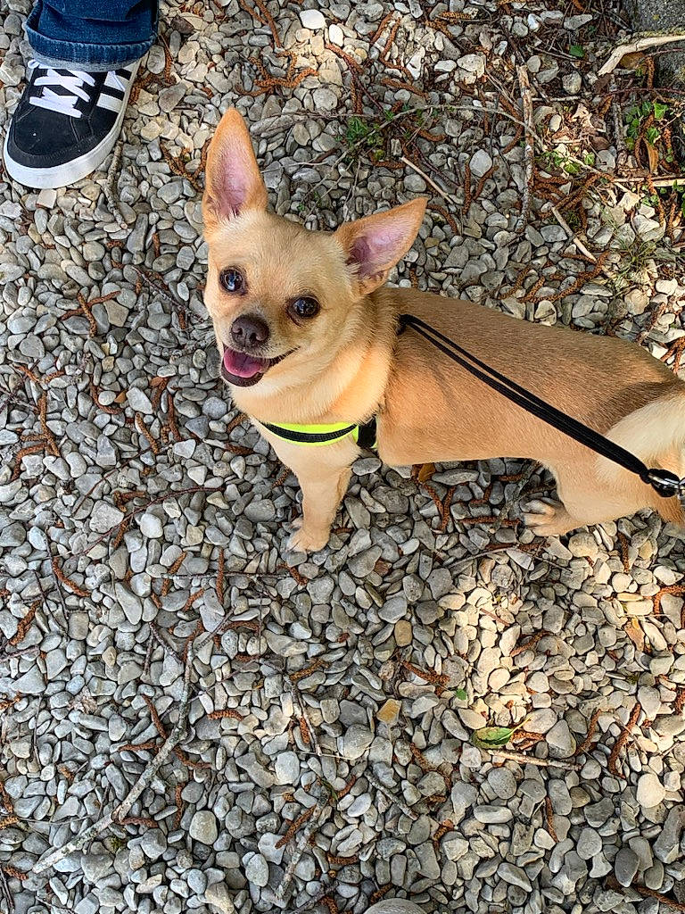 Patho a rejoint le concours — aidez-le/la à gagner de superbes lots ! carnivore, chihuahua, collar, companion_dog, dog, dog_breed, dog_collar, dog_supply, eyewear, fashion_accessory, fawn, foot, human_leg, pet_supply, snout, sporting_group, sunglasses, toy_dog, whiskers, working_animal