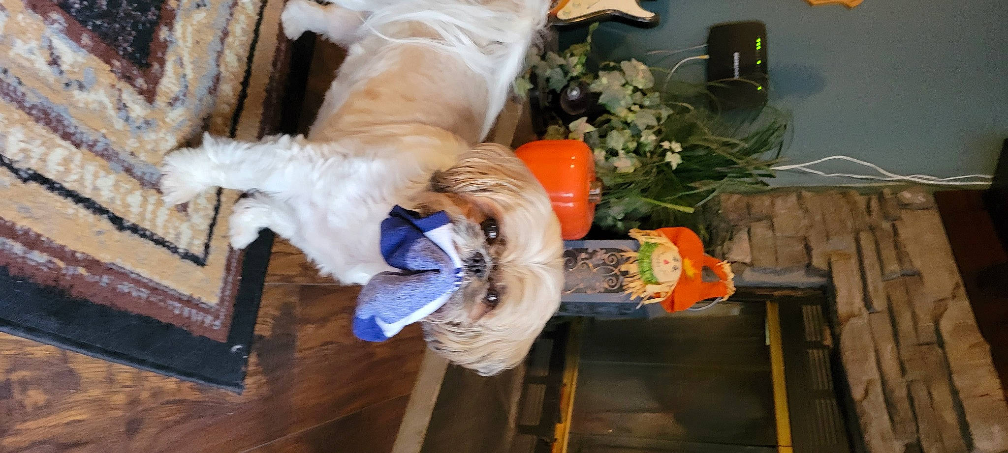 Molly is registered to the contest to win money with this photo: carnivore, companion_dog, dog, dog_breed, event, flooring, floral_design, floristry, flower, flower_arranging, fur, hardwood, houseplant, natural_material, plant, room, sporting_group, toy, wood, working_animal