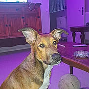 Ayko participe au concours pour gagner de l'argent avec cette photo : dog, canine, pet, sitting, portrait, brown_fur, white_chest, large_ears, pointed_ears, face, eyes, snout, indoors, living_room, coffee_table, television, cabinet, door, led_lighting, tennis_ball