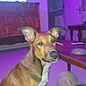 dog, canine, pet, sitting, portrait, brown_fur, white_chest, large_ears, pointed_ears, face, eyes, snout, indoors, living_room, coffee_table, television, cabinet, door, led_lighting, tennis_ball