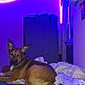 Ayko a rejoint le concours — aidez-le/la à gagner de superbes lots ! dog, pet, animal, pointy_ears, sitting, bedroom, bed, blanket, bedding, led_lights, purple_lighting, indoor, portrait, looking_at_camera, brown_fur, black_muzzle, alert, cozy, colorful, nighttime