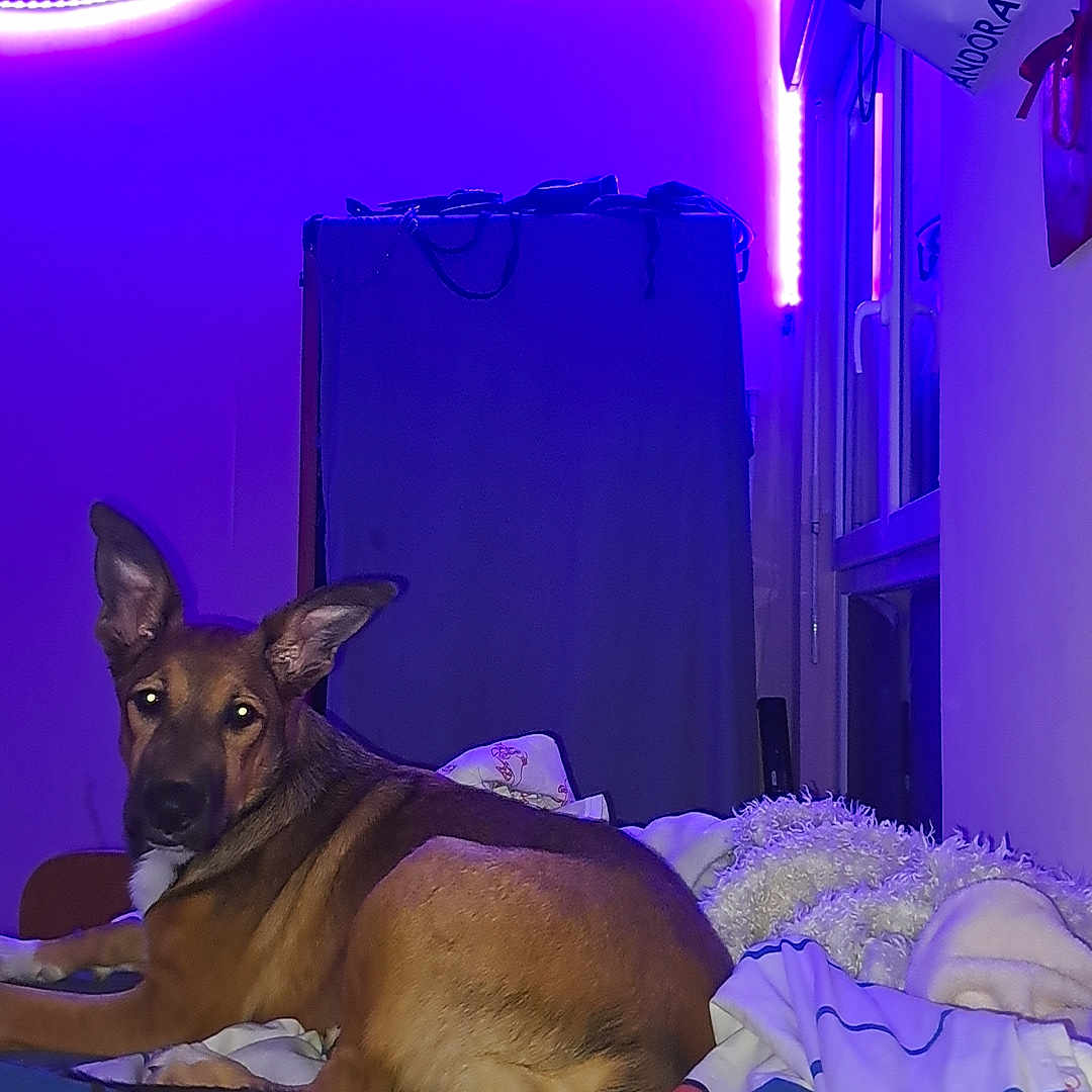 Ayko a rejoint le concours — aidez-le/la à gagner de superbes lots ! dog, pet, animal, pointy_ears, sitting, bedroom, bed, blanket, bedding, led_lights, purple_lighting, indoor, portrait, looking_at_camera, brown_fur, black_muzzle, alert, cozy, colorful, nighttime