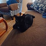 Pepper Cruz joined the competition — help win amazing prizes! animal, architecture, armchair, blackcat, building, cat, chair, couch, cushion, furniture, hardwood, homedecor, indoors, interiordesign, livingroom, pet, plywood, room, shelf, wood