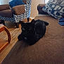 animal, architecture, armchair, blackcat, building, cat, chair, couch, cushion, furniture, hardwood, homedecor, indoors, interiordesign, livingroom, pet, plywood, room, shelf, wood