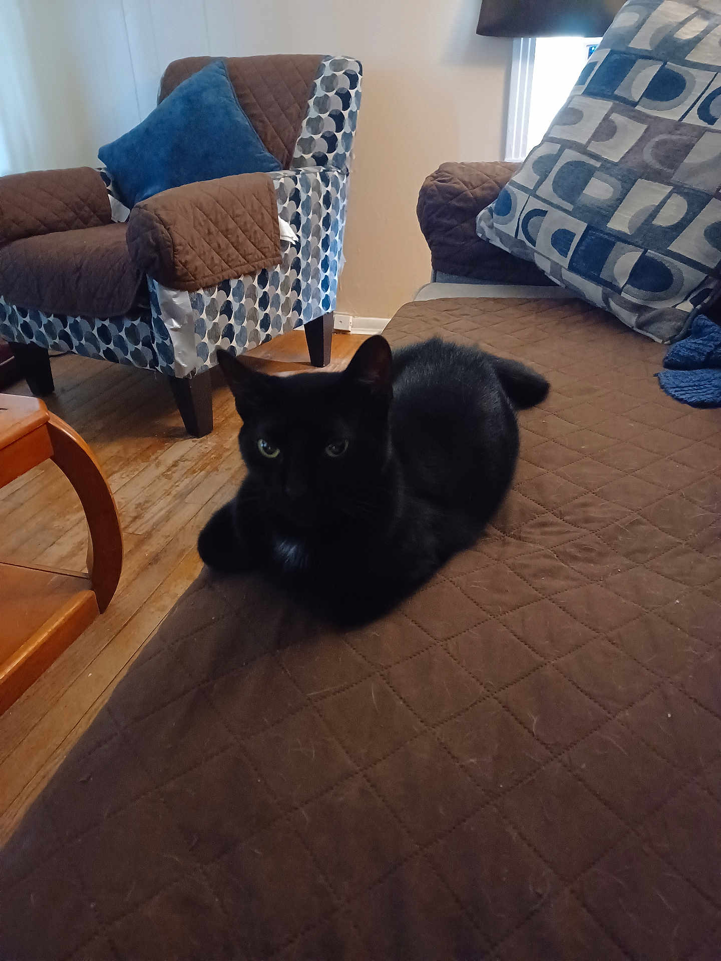 Pepper Cruz joined the competition — help win amazing prizes! animal, architecture, armchair, blackcat, building, cat, chair, couch, cushion, furniture, hardwood, homedecor, indoors, interiordesign, livingroom, pet, plywood, room, shelf, wood