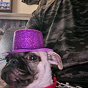 Sadie joined the competition — help win amazing prizes! dog, purple_hat, pet, couch, person, camouflage_clothing, indoor, leash, close_up, animal, companion, seated, decor, furniture, curious, cute, accessory, portrait, domestic_animal, casual