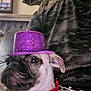 dog, purple_hat, pet, couch, person, camouflage_clothing, indoor, leash, close_up, animal, companion, seated, decor, furniture, curious, cute, accessory, portrait, domestic_animal, casual