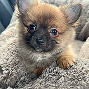 Aïron participe au concours pour gagner de l'argent avec cette photo : puppy, dog, cute, fluffy, pet, animal, blanket, cozy, snuggled, fur, ears, nose, paw, indoors, closeup, adorable, portrait, young, warm, sleepy