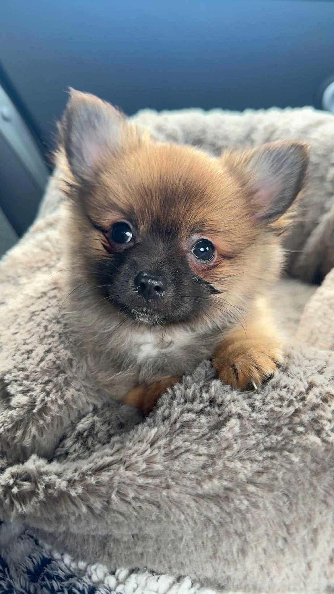 Aïron participe au concours pour gagner de l'argent avec cette photo : puppy, dog, cute, fluffy, pet, animal, blanket, cozy, snuggled, fur, ears, nose, paw, indoors, closeup, adorable, portrait, young, warm, sleepy