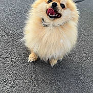 May a rejoint le concours — aidez-le/la à gagner de superbes lots ! dog, pomeranian, fluffy, happy, tongue_out, pet, animal, leash, outdoor, asphalt, small_dog, cute, fur, canine, friendly, smiling, walking, companion, domestic_animal, playful
