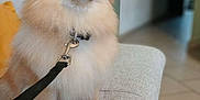 May participe au concours pour gagner de l'argent avec cette photo : dog, pomeranian, fluffy, leash, collar, couch, indoor, pet, animal, small_dog, fur, cute, sitting, floor, tile, wall, light, domestic, companion, house