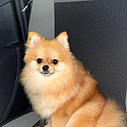 May a rejoint le concours — aidez-le/la à gagner de superbes lots ! alert, animal, brown_fur, car_seat, companion, cute, dog, domestic_animal, fluffy, furry, indoors, leash, pet, pet_accessory, pomeranian, portrait, sitting, small_dog, transportation, vehicle