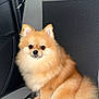 alert, animal, brown_fur, car_seat, companion, cute, dog, domestic_animal, fluffy, furry, indoors, leash, pet, pet_accessory, pomeranian, portrait, sitting, small_dog, transportation, vehicle