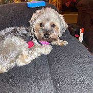 Bakon joined the competition — help win amazing prizes! dog, pet, couch, living_room, christmas_tree, holiday_lights, fur, collar, brush, indoor, cozy, furniture, home, decor, relaxing, animal, cute, small_dog, fluffy, resting