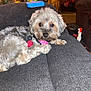 dog, pet, couch, living_room, christmas_tree, holiday_lights, fur, collar, brush, indoor, cozy, furniture, home, decor, relaxing, animal, cute, small_dog, fluffy, resting