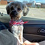 dog, pet, bandana, car, window, person, lap, fur, animal, sitting, interior, seat, casual, daylight, outdoor_view, parking_lot, building, human_hand, resting, cute