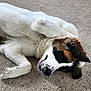 brown_fur, carpet, close_up, cozy, dog, face, fur, indoor, large_breed, lying_down, mammal, nose, paw, pet, portrait, relaxed, resting, sleeping, st_bernard_type, white_fur