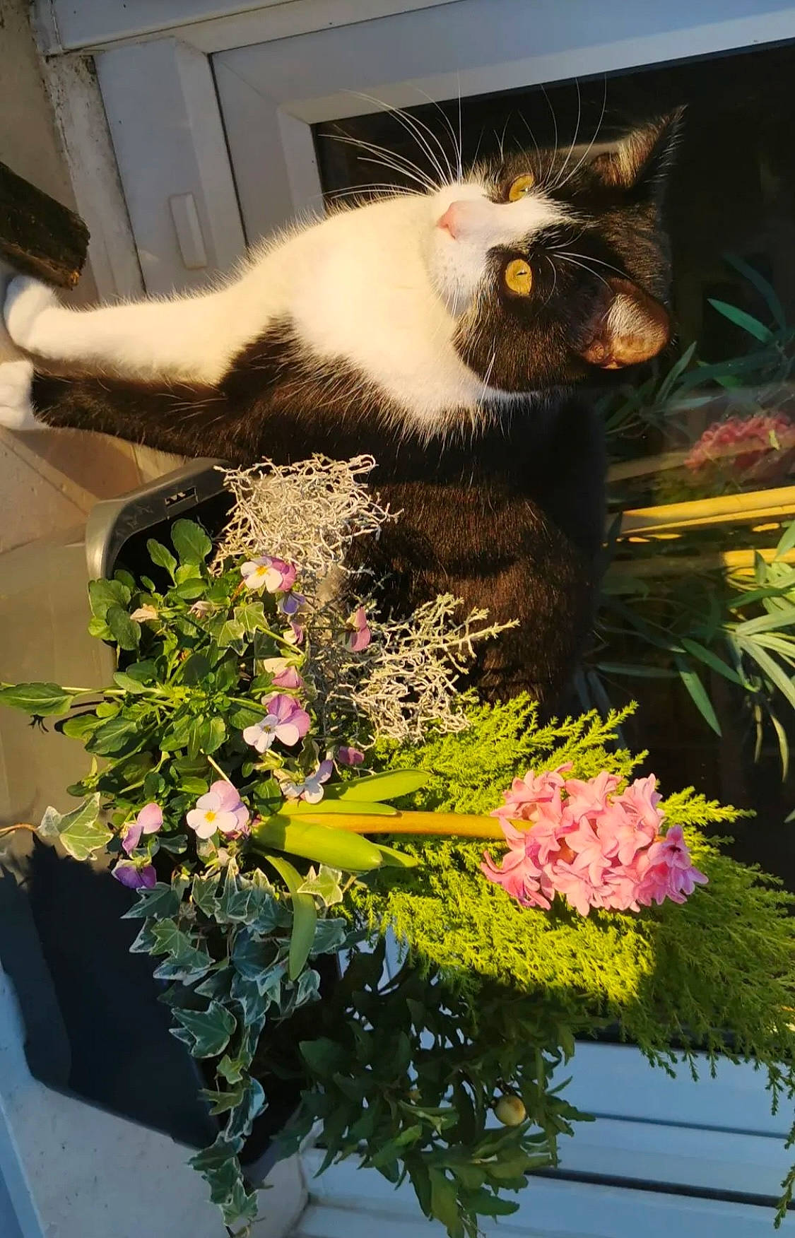 Engie participe au concours pour gagner de l'argent avec cette photo : annual_plant, artificial_flower, botany, carnivore, cat, creative_arts, cut_flowers, felidae, flower, flower_arranging, flowering_plant, grass, leaf, petal, plant, small_to_medium_sized_cats, tail, tree, whiskers, yellow