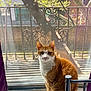 Simba is registered to the contest to win money with this photo: cat, orange_cat, white_cat, windowsill, window_screen, fire_escape, tree, spring, daylight, indoor, pet, animal, looking_at_camera, curious, feline, fur, whiskers, ears, tail, quiet