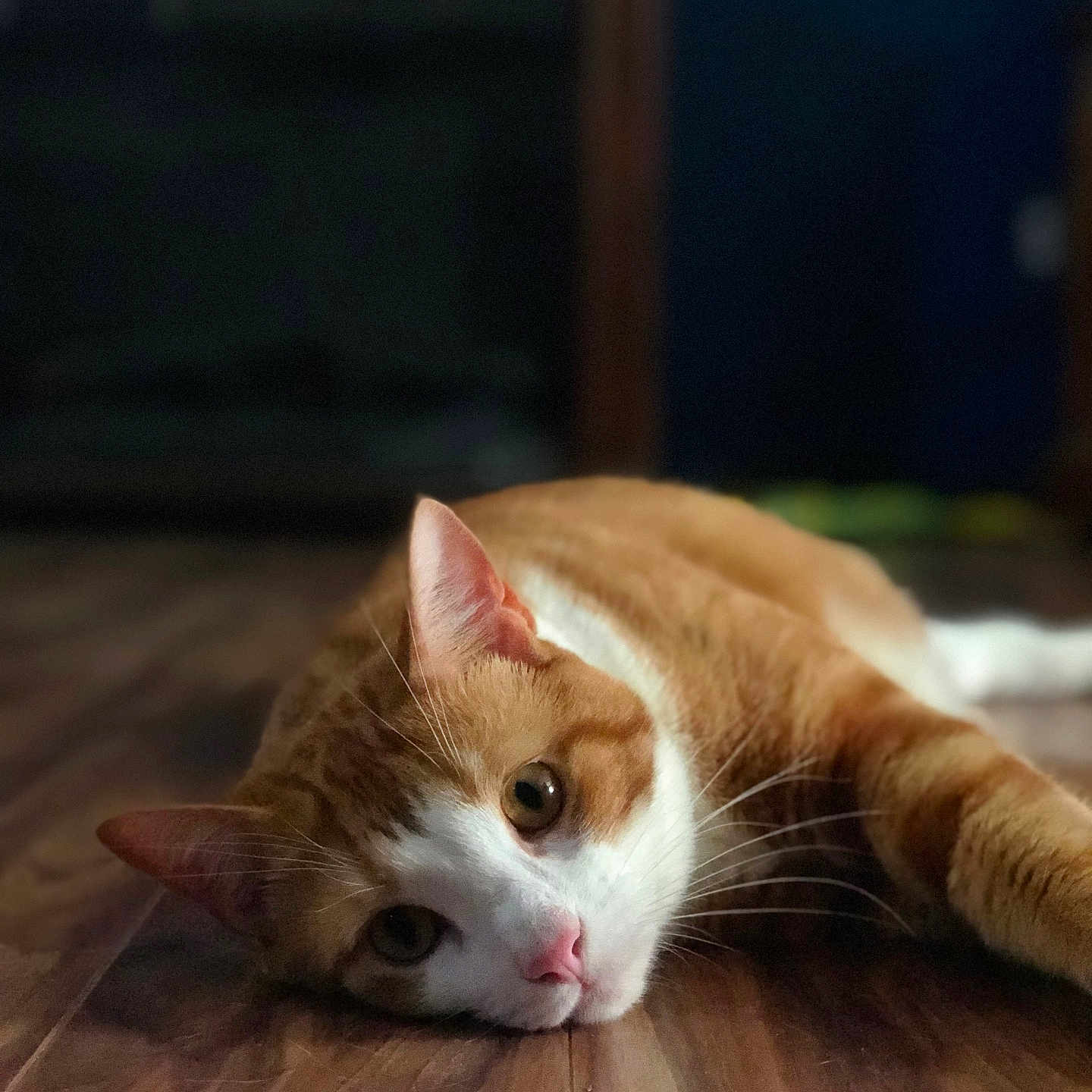 Simba joined the competition — help win amazing prizes! animal, cat, close_up, curious, domestic_cat, ears, feline, floor, fur, indoor, laying_down, orange_cat, pet, pink_nose, portrait, relaxed, resting, whiskers, white_cat, wood_floor