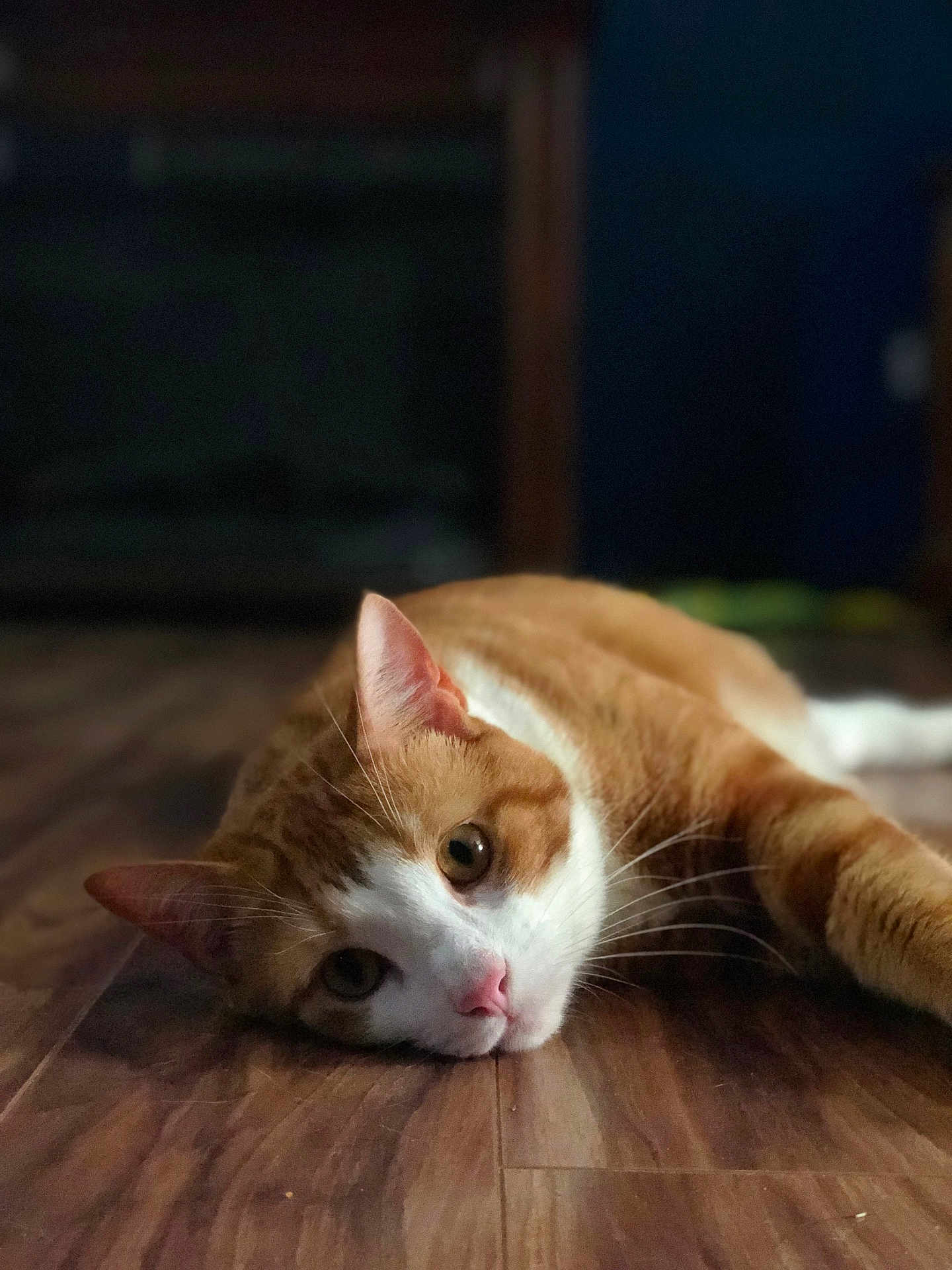 Simba joined the competition — help win amazing prizes! cat, orange_cat, white_cat, pet, animal, laying_down, floor, wood_floor, indoor, close_up, feline, whiskers, ears, pink_nose, relaxed, curious, domestic_cat, fur, portrait, resting