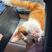 Simba joined the competition — help win amazing prizes! cat, orange_cat, white_cat, whiskers, paw, window, sunlight, curious, indoor, pet, animal, stretching, closeup, feline, teeth, playful, fur, household, relaxed, bright