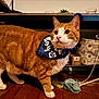 Simba is registered to the contest to win money with this photo: cat, orange_cat, white_paws, bandana, pet_toys, wooden_floor, indoor, curious, pet_accessory, shelf, storage_bin, decor, playful, animal, feline, domestic_cat, looking_away, close_up, floor, household