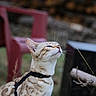 cat, spotted_cat, harness, outdoor, grass, red_chair, wood, logs, animal, pet, feline, whiskers, ears, side_view, nature, curious, domestic_cat, mammal, closeup, portrait