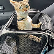 Aurora participe au concours pour gagner de l'argent avec cette photo : cat, pet_carrier, car_interior, mesh, keys, window, seat, zipper, animal, curious, orange_cat, alert, travel, pets, indoor, seatbelt, car_door, small_compartment, feline, transport