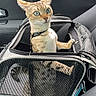 cat, pet_carrier, car_interior, mesh, keys, window, seat, zipper, animal, curious, orange_cat, alert, travel, pets, indoor, seatbelt, car_door, small_compartment, feline, transport