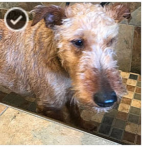 Duke is registered to the contest to win money with this photo: airedale_terrier, canidae, carnivore, dog, dog_breed, fox_terrier, irish_terrier, mammal, terrier, vertebrate, wire_hair_fox_terrier
