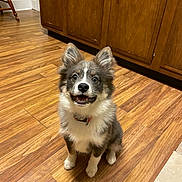 Dolly joined the competition — help win amazing prizes! puppy, dog, smiling, happy, indoor, wooden_floor, kitchen_cabinet, ears, fur, pet, collar, sitting, young_dog, brown, white, black, animal, cute, domestic_animal, flooring