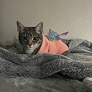 Luna is registered to the contest to win money with this photo: cat, gray_tabby, hoodie, pink_clothing, fairy_wings, fluffy_blanket, indoor, pet, animal, cute, cozy, resting, looking_at_camera, feline, soft_texture, domestic_cat, curious, ears_up, whiskers, relaxed